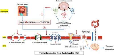 Neuroinflammation as the Underlying Mechanism of Postoperative Cognitive Dysfunction and Therapeutic Strategies